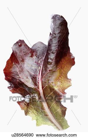 Stock Image - Oak leaf lettuce (close-up). Fotosearch