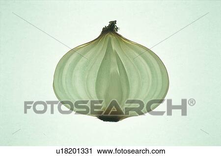 Onion Round Slice View Large Photo Image Stock Image - Onion Round Slice. Fotosearch