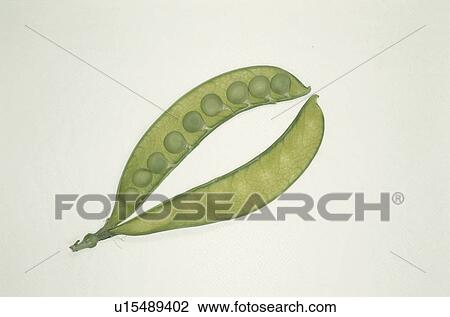 Pea View Large Photo Image Stock Image - Pea. Fotosearch