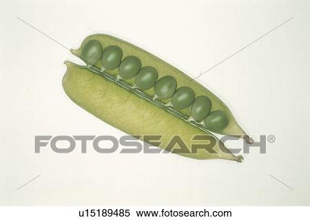 Stock Photography - Pea. Fotosearch