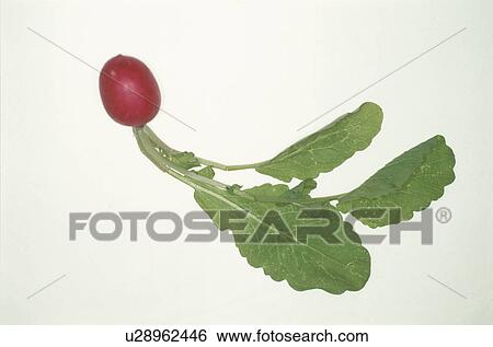 Stock Photograph - Radish. Fotosearch