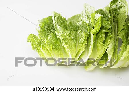 Picture - Romaine lettuce leaves. Fotosearch