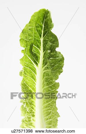 Stock Photo - Single Romaine lettuce leaf (close-up). Fotosearch