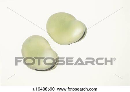 Stock Image - Two Faba Beans. Fotosearch