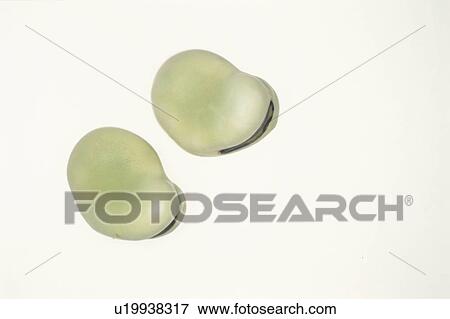 Stock Photo - Two Faba Beans. Fotosearch