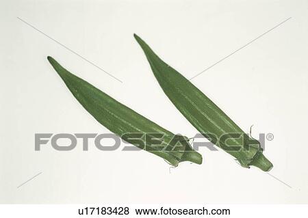 Two Okra View Large Photo Image Stock Photo - Two Okra. Fotosearch