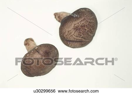 Stock Photograph - Two Shiitake Mushroom. Fotosearch