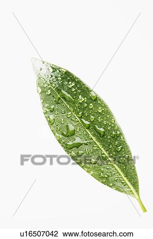 Stock Image - Water droplets on bay leaf (close-up). Fotosearch