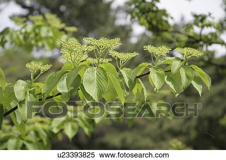 Stock Photography - A Fresh Green Leaf. Fotosearch