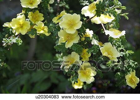 Stock Image - A Yellow Rose. Fotosearch