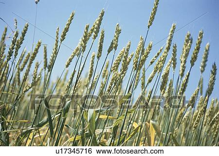 Barley Field View Large Photo Image Stock Photograph - Barley Field. Fotosearch