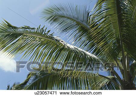 Stock Image - Coconut Palm. Fotosearch