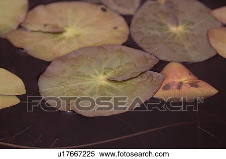 Stock Photography - Droplets On Lotus Leaves. Fotosearch