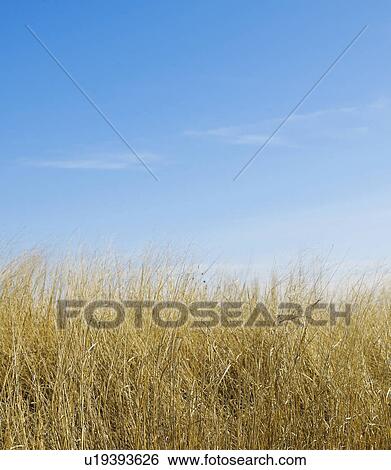 Dry Grass View Large Photo Image Stock Photograph - Dry Grass. Fotosearch