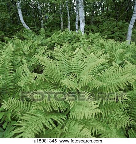 Stock Photography - Fern Tree. Fotosearch