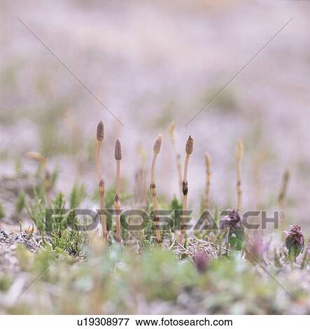 Field Horsetail View Large Photo Image Stock Photo - Field Horsetail. Fotosearch