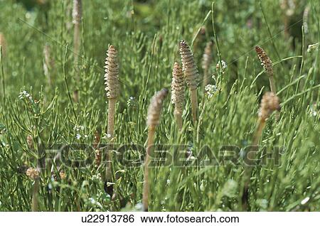 Field Horsetail View Large Photo Image Stock Photograph - Field Horsetail. Fotosearch