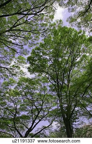 Stock Photo - Fresh Green And A Blue Sky. Fotosearch