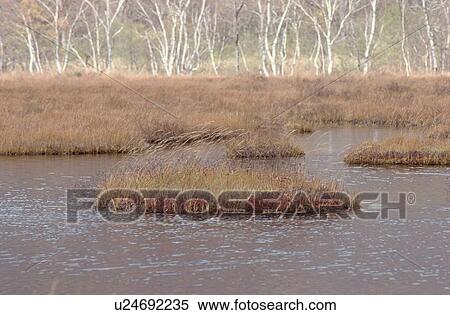 Grasses In Swamp View Large Photo Image Stock Photography - Grasses In Swamp. Fotosearch
