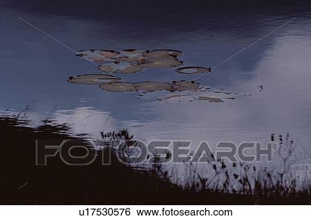 Stock Photograph - Lotus Leaves Near Grasses. Fotosearch