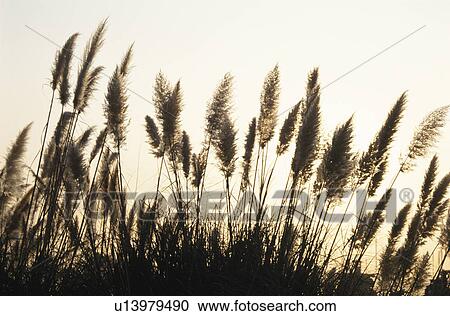 Stock Image - Pampas Glass. Fotosearch