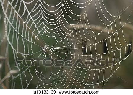 Spider Web View Large Photo Image Stock Photo - Spider Web. Fotosearch
