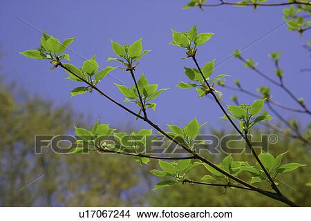 Picture - Sprout. Fotosearch