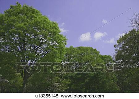 Stock Photography - Sprout. Fotosearch