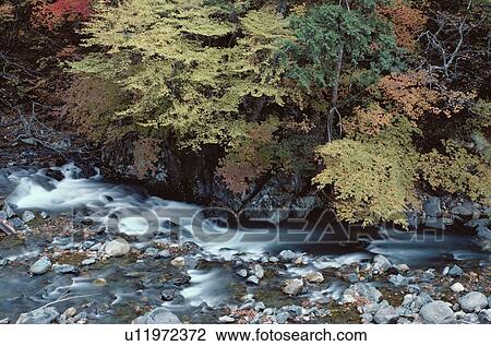 Stock Image - Stream Near Trees. Fotosearch