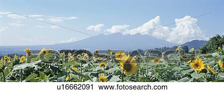 Sunflower Field View Large Photo Image Stock Image - Sunflower Field. Fotosearch