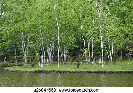 The Waterside And White Birch View Large Photo Image Stock Image - The Waterside And White Birch. Fotosearch