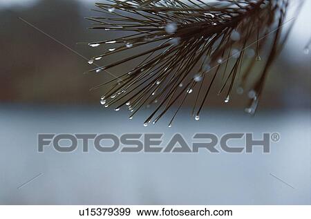 Stock Photo - Water Droplets On Pine Needles. Fotosearch