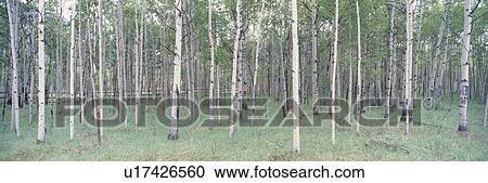 Stock Image - White Birch Wood. Fotosearch