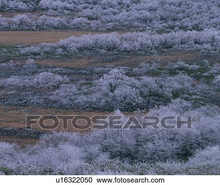 Stock Image - Winter Trees. Fotosearch