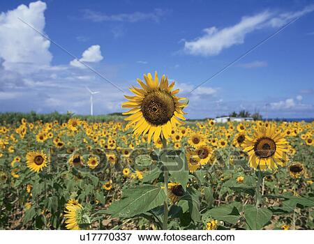 A Sunflower Field And A Blue Sky View Large Photo Image Stock Photo - A Sunflower Field And A Blue Sky. Fotosearch
