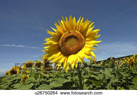 Blue Sky And A Sunflower View Large Photo Image Picture - Blue Sky And A Sunflower. Fotosearch