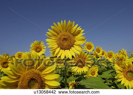 Stock Image - Blue Sky And A Sunflower. Fotosearch