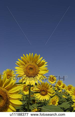 Stock Photo - Blue Sky And A Sunflower. Fotosearch