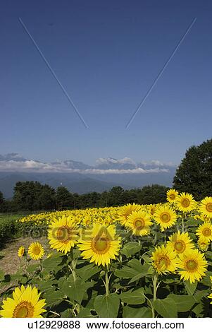 Stock Photo - Blue Sky And A Sunflower. Fotosearch