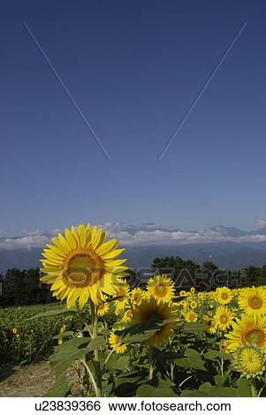 Stock Photograph - Blue Sky And A Sunflower. Fotosearch