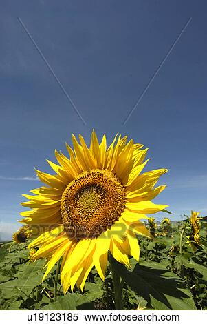 Stock Photography - Blue Sky And A Sunflower. Fotosearch