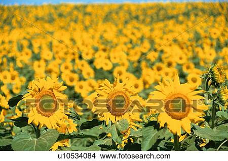 Picture - Field Of Sunflower. Fotosearch