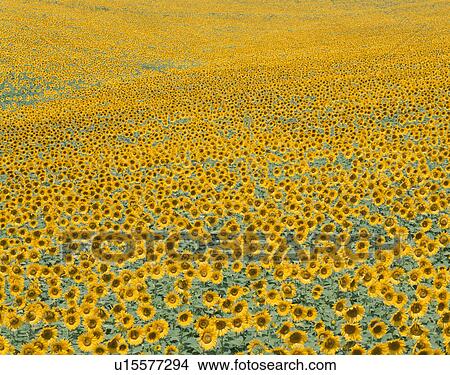 Picture - Field Of Sunflowers. Fotosearch