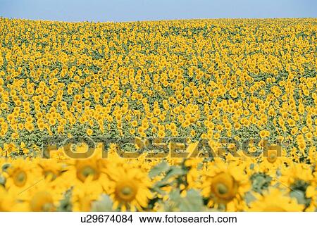 Field Of Sunflowers View Large Photo Image Picture - Field Of Sunflowers. Fotosearch