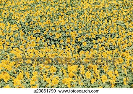 Stock Image - Field Of Sunflowers. Fotosearch