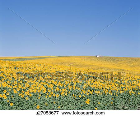 Stock Photo - Field Of Sunflowers. Fotosearch