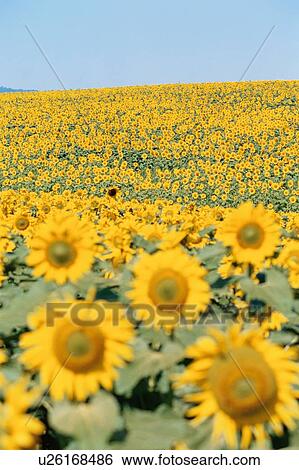 Stock Photograph - Field Of Sunflowers. Fotosearch
