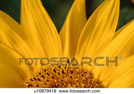 Stock Photo - Petals Of Sunflower. Fotosearch