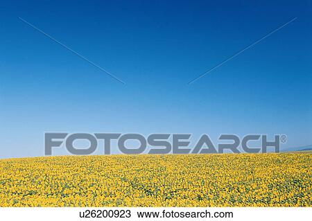 Sky Above Sunflower Field View Large Photo Image Stock Image - Sky Above Sunflower Field. Fotosearch
