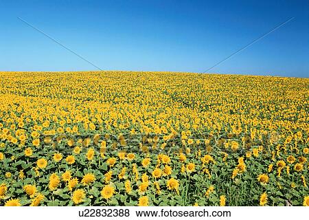 Stock Photo - Sky Above Sunflower Field. Fotosearch